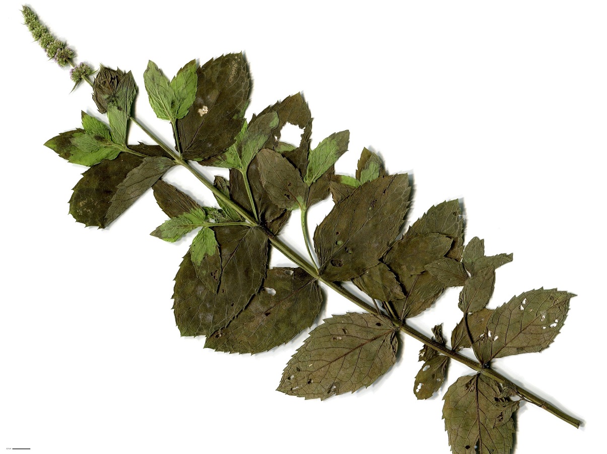 Mentha spicata (Lamiaceae)